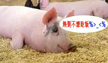 夏季豬群不吃食，找到根本原因才能輕松應對！