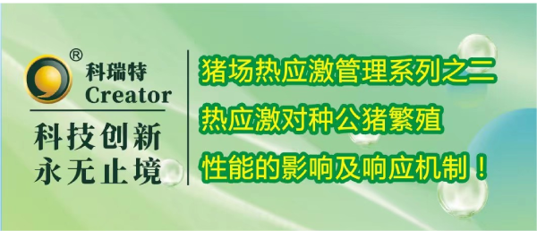 養(yǎng)殖技術(shù) | 熱應(yīng)激對種公豬繁殖性能的影響及響應(yīng)機制